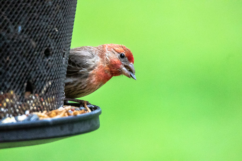 Backyard Birds NH-1891.jpg